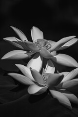 closeup of two lotus flowers in black and white