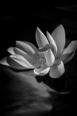 closeup of lotus flower in black and white