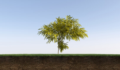 Obraz premium Deciduous tree and soil cut under it, 3d render