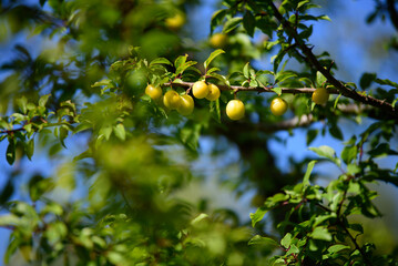 yellow plums on a beautiful tree branch on a sunny summer day with a blue sky