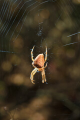 Bright orange brown spider Eriophora, a genus of orb-weaver spiders in its cobweb. Wildlife, insects world. Soft focused vertical macro