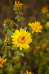 Cota tinctoria golden marguerite, yellow or oxeye chamomile flower with sweat bee genus Lasioglossum, soft focused vertical macro shot