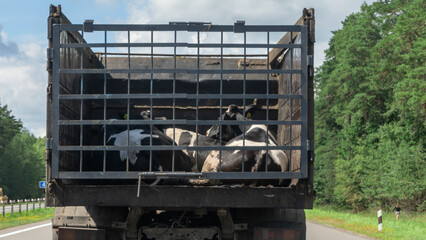 Transport of live animals in cattle truck. Livestock transport truck at the market or butchery. A truck deliver live cow.