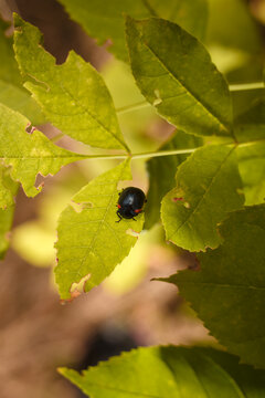 chrysolina rossia bug feeding on green leaf, black pest insect with red border on eaten plant, soft focused macro shot