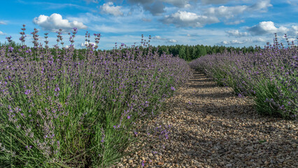 Obraz premium Lavender flower field. Blooming Violet fragrant lavender flowers. Harvest perfume ingredient, aromatherapy.