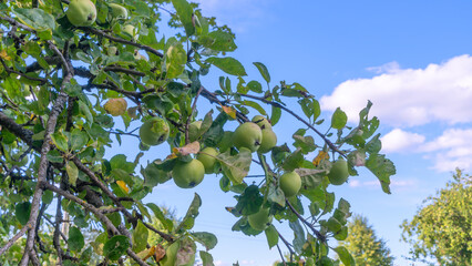 Green apples on a branch tree on blue sky background. Green unripe apples in orchard. Close-up of fruits growing on tree.