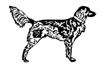 Munsterlander Dog