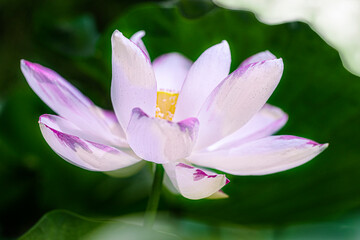 pink lotus flower