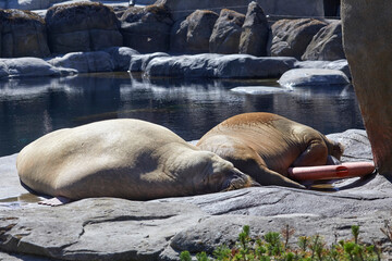Pacific walrus dozing on land, (Odobenus rosmarus)