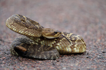Black-tailed Rattlesnake - rare and gorgeous