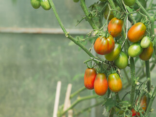 ripe tomatoes on a branch. Growth ripe tomato, Tomatoes bunch in greenhouse