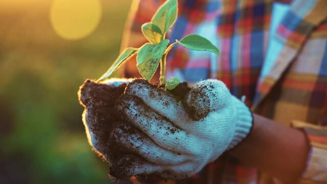 Hands farmer in white gloves holding and caring small green young plant with ground. Preparations for summer season. Outdoor nature on sunbeams. Gardening, cultivation, ecology, transplant concept.
