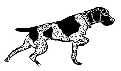 German wire-haired pointer dog