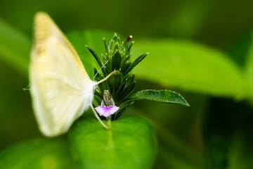 Butterfly sucking the nectar from Justicia procumbens flower