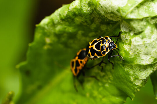 Macro Close up A small yellow beetle with black spots on its back mating on the green leaf