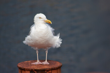 Closeup portrait of European herring gull against blurred blue water background, selective focus,...