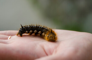 shaggy caterpillar in hand