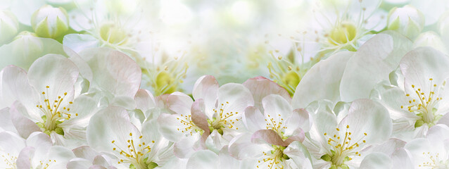 Floral spring background. Petals flowers. Close-up. Nature.