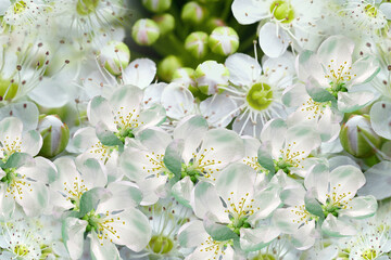 Floral spring background. Petals flowers. Close-up. Nature.