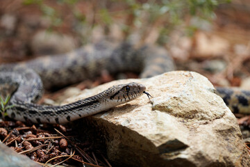 Beautiful bull snake sticking its tongue out!
