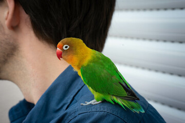 Sun Conures. Domestic bird