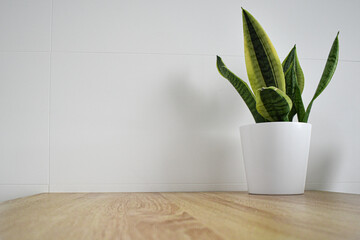 Planta lengua de tigre (sansevieria) en maceta blanca con texturas, solitaria sobre mesa de madera, sensación soledad y limpieza