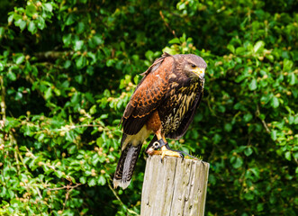  Juvenile Harris Hawk on a fence post