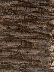 tree texture palm trees close up, trees grow in barcelona