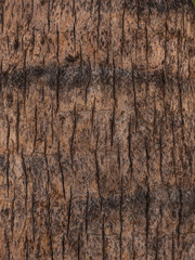 tree texture palm trees close up, trees grow in barcelona