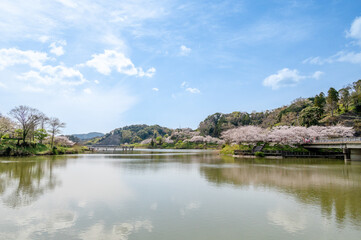 Fototapeta na wymiar 佐久間ダム湖の桜