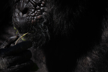Detail of the hands of a chimpanzee eating a leaf in the dark
