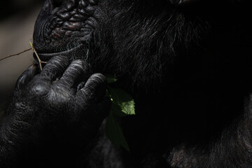 Detail of the hands of a chimpanzee eating a leaf in the dark