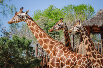 Face portrait of three adult african giraffes with grass background