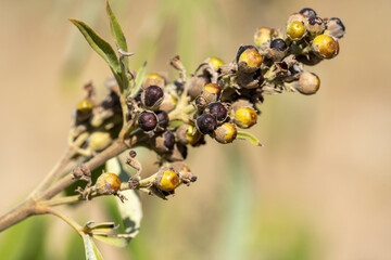 graines de gattilier