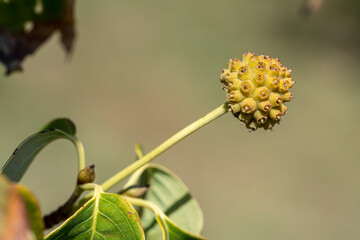fruit du cornouiller
