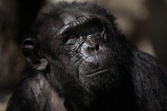 Close up facial portrait of an adult chimpanzee looking up in the dark