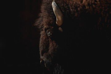Face portrait of a female American bison in the dark