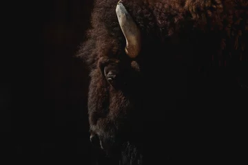 Rolgordijnen Face portrait of a female American bison in the dark © Azahara