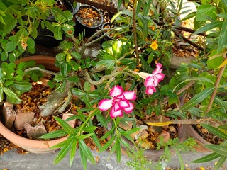 Flower plant fresh environment outdoor nature in summer holiday photography images