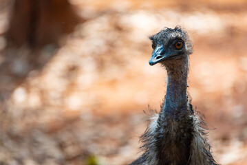 African ostrich standing and strolling around in zoo with dead and dried leaves fallen on earth with nature