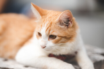 Cat sitting on wooden plank with bell in her neck looking away