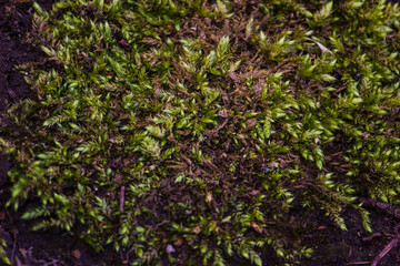 green moss background