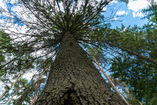 thick trunk of a large pine tree, stretching into the blue sky © Андрей Знаменский