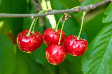 Ripe sweet cherry hanging from a sweet cherry tree branch