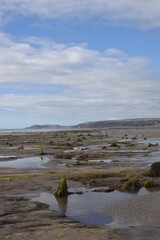 the remains of the petrified forest on Borth beach during low tide