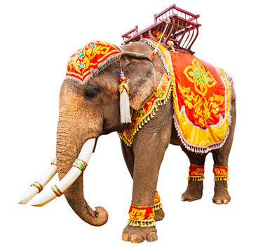 Elephant has beautiful and large. colorful painted elephant head ,Decorated elephants in Thailand.