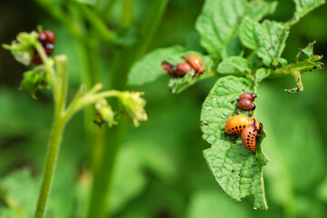 Lots of red Colorado potato beetles on a green potato leaf at summer day