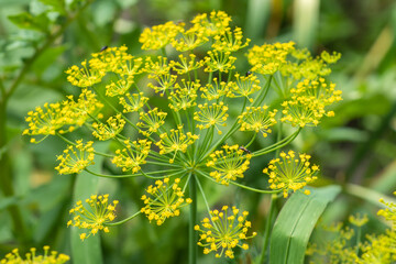 Fresh dill Anethum graveolens growing on the vegetable bed. Annual herb, family Apiaceae. Growing...