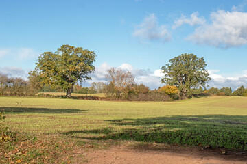 Two oak trees in a meadow.