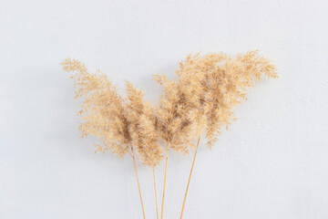 Mockup with empty dried pampas grass on white background with shadow and sunlight. Place for your...
